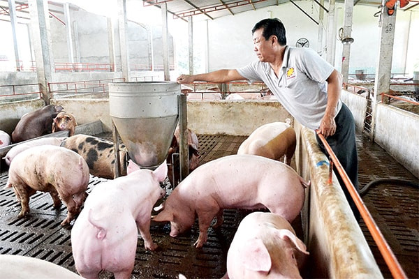 Giá heo hơi hôm nay 25/12: Ổn định sau 'chỉ thị' của Thủ tướng Gia heo hoi hom nay 25/12: On dinh sau 'chi thi' cua Thu tuong