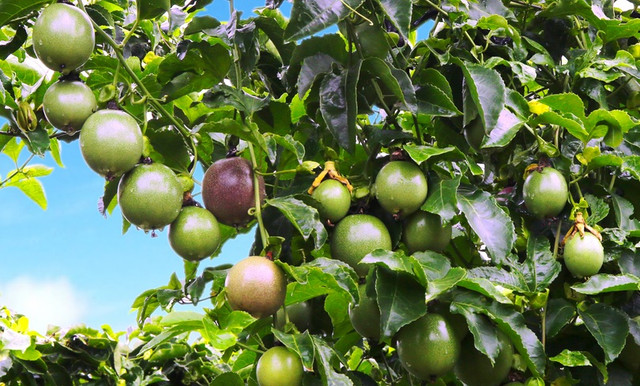 Suýt lỗ thành có lãi, hé lộ cách bầu Đức giúp Hoàng Anh Gia Lai 'lật ngược thế cờ' trong quý 3 - Hình 2 Suyt lo thanh co lai, he lo cach bau Duc giup Hoang Anh Gia Lai 'lat nguoc the co' trong quy 3-Hinh-2
