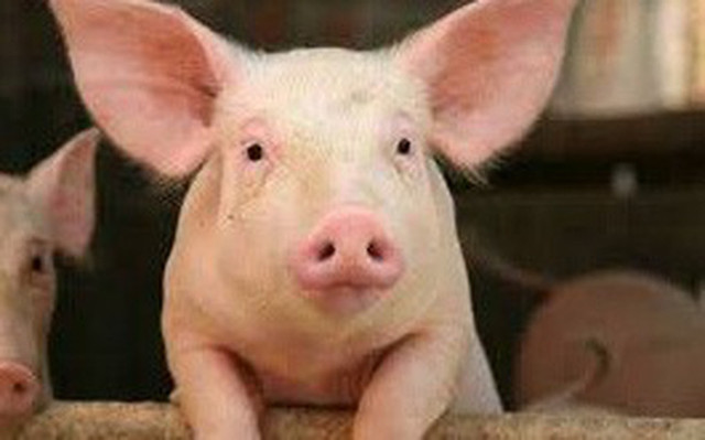 Giá heo hơi hôm nay 1/6: Mốc 100.000 đồng/kg khá mong manh Gia heo hoi hom nay 1/6: Moc 100.000 dong/kg kha mong manh