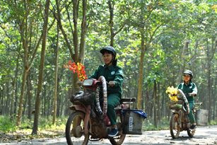 Cao su Phước Hòa (PHR) sắp được hạch toán gần 700 tỷ bồi thường VSIP III Cao su Phuoc Hoa (PHR) sap duoc hach toan gan 700 ty boi thuong VSIP III