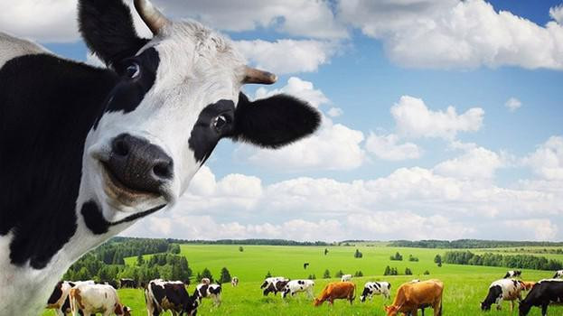 Doanh thu tháng 7 bật tăng 6%, VNM được khuyến nghị giá mục tiêu lên 104.600 đồng/cp Doanh thu thang 7 bat tang 6%, VNM duoc khuyen nghi gia muc tieu len 104.600 dong/cp