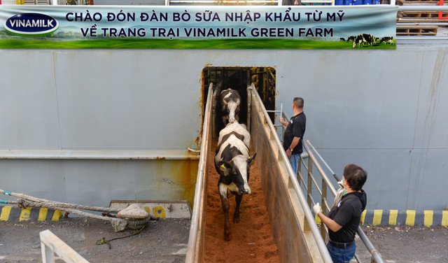 Vinamilk tiếp nhận hơn 1.500 bò nhập khẩu từ Mỹ về các trang trại Vinamilk Green Farm Vinamilk tiep nhan hon 1.500 bo nhap khau tu My ve cac trang trai Vinamilk Green Farm