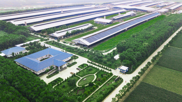 Vinamilk tiếp nhận hơn 1.500 bò nhập khẩu từ Mỹ về các trang trại Vinamilk Green Farm - Hình 7 Vinamilk tiep nhan hon 1.500 bo nhap khau tu My ve cac trang trai Vinamilk Green Farm-Hinh-7