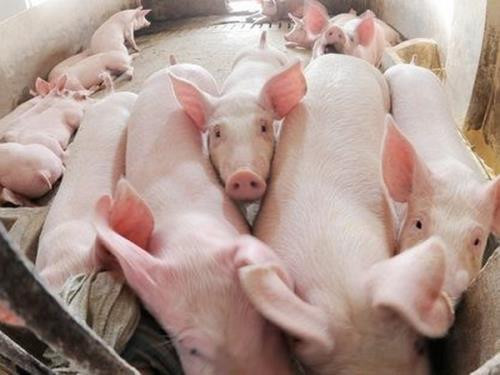 Giá heo hơi hôm nay 2/6: Tiếp tục hạ nhiệt mạnh Gia heo hoi hom nay 2/6: Tiep tuc ha nhiet manh