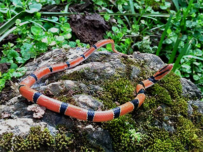 Vì sao dân chơi săn lùng loài rắn này để làm vật cảnh ở Việt Nam? - Hình 5 Vi sao dan choi san lung loai ran nay de lam vat canh o Viet Nam?-Hinh-5