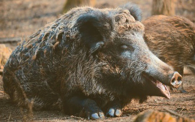 Siêu lợn hoang ở Canada có thể tràn vào Mỹ gây họa lớn - Hình 2 Sieu lon hoang o Canada co the tran vao My gay hoa lon-Hinh-2