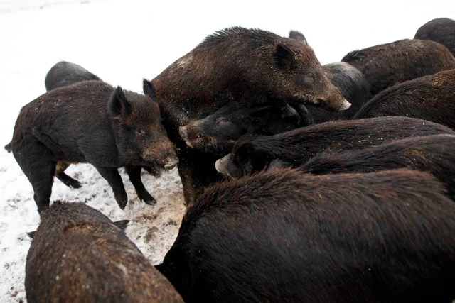 Siêu lợn hoang ở Canada có thể tràn vào Mỹ gây họa lớn - Hình 9 Sieu lon hoang o Canada co the tran vao My gay hoa lon-Hinh-9