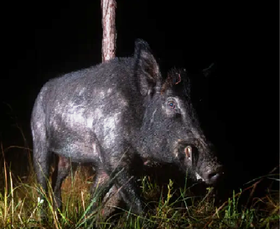 Siêu lợn hoang ở Canada có thể tràn vào Mỹ gây họa lớn - Hình 11 Sieu lon hoang o Canada co the tran vao My gay hoa lon-Hinh-11