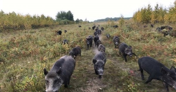 Siêu lợn hoang ở Canada có thể tràn vào Mỹ gây họa lớn - Hình 5 Sieu lon hoang o Canada co the tran vao My gay hoa lon-Hinh-5
