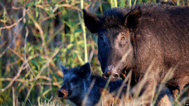 Siêu lợn hoang ở Canada có thể tràn vào Mỹ gây họa lớn - Hình 7 Sieu lon hoang o Canada co the tran vao My gay hoa lon-Hinh-7
