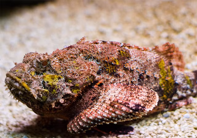 Can canh ca mat quy dot bien vang uom xuat hien o dao Ly Son-Hinh-11