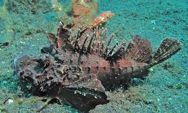 Can canh ca mat quy dot bien vang uom xuat hien o dao Ly Son-Hinh-12