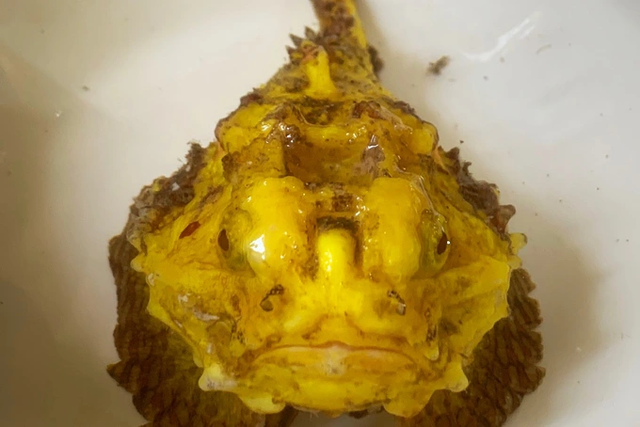 Cận cảnh cá mặt quỷ đột biến vàng ươm xuất hiện ở đảo Lý Sơn Can canh ca mat quy dot bien vang uom xuat hien o dao Ly Son