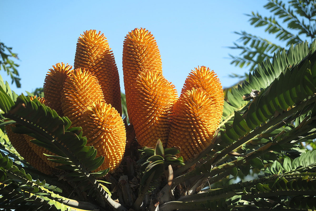 Loài cây 'lạc quẻ' nhất hành tinh, thế giới chỉ có đúng 1 cây Loai cay 'lac que' nhat hanh tinh, the gioi chi co dung 1 cay