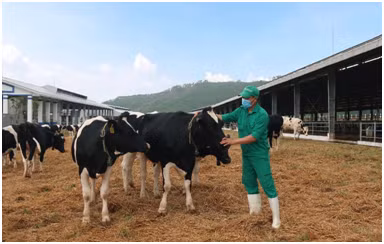 Vinamilk nhap khau hon 2.100 con bo sua HF thuan chung tu My-Hinh-3