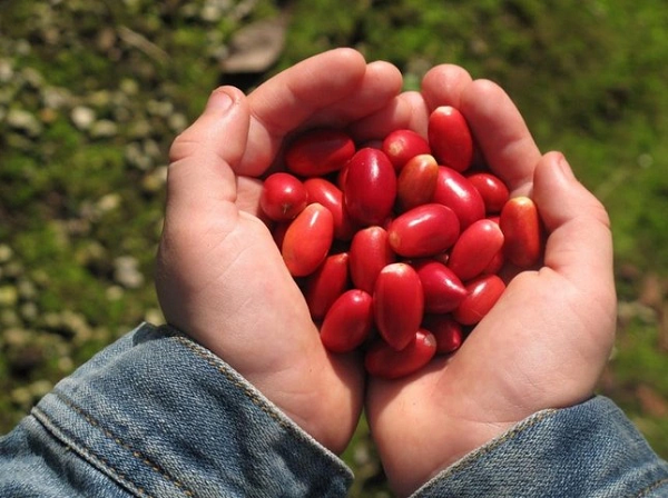 Việt Nam có một loại “quả thần”, biến mọi thức ăn thành đồ ngọt - Hình 4 Viet Nam co mot loai “qua than”, bien moi thuc an thanh do ngot-Hinh-4