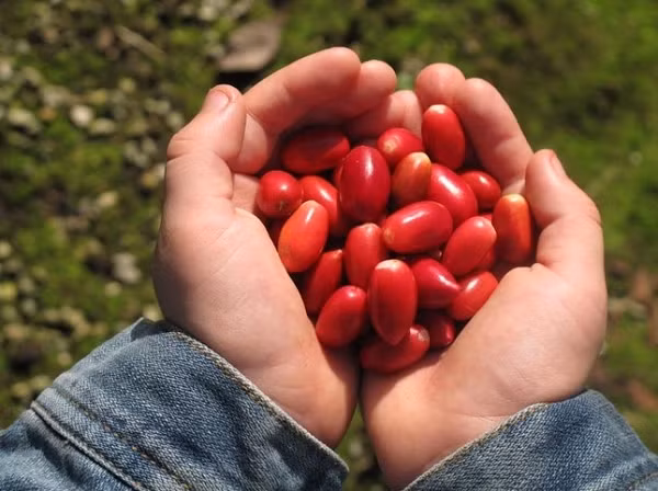 Viet Nam co mot loai “qua than”, bien moi thuc an thanh do ngot-Hinh-4