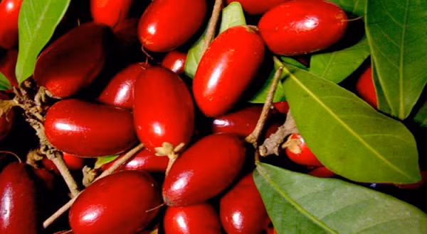 Viet Nam co mot loai “qua than”, bien moi thuc an thanh do ngot-Hinh-2