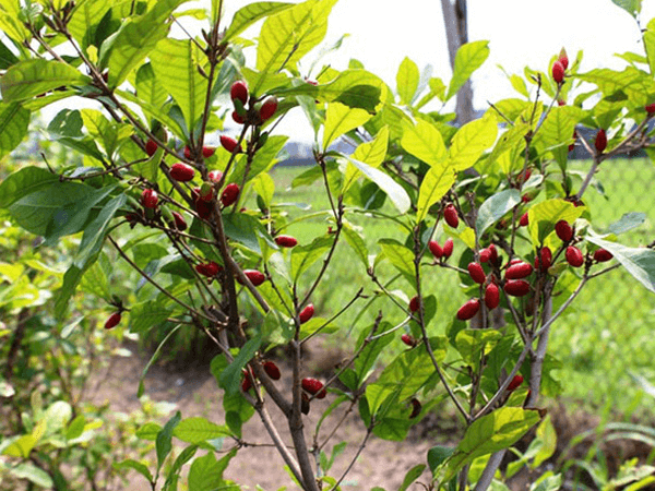 Việt Nam có một loại “quả thần”, biến mọi thức ăn thành đồ ngọt - Hình 6 Viet Nam co mot loai “qua than”, bien moi thuc an thanh do ngot-Hinh-6