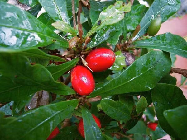 Viet Nam co mot loai “qua than”, bien moi thuc an thanh do ngot-Hinh-10