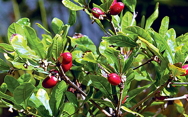 Việt Nam có một loại “quả thần”, biến mọi thức ăn thành đồ ngọt - Hình 5 Viet Nam co mot loai “qua than”, bien moi thuc an thanh do ngot-Hinh-5