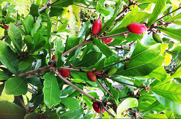 Việt Nam có một loại “quả thần”, biến mọi thức ăn thành đồ ngọt - Hình 12 Viet Nam co mot loai “qua than”, bien moi thuc an thanh do ngot-Hinh-12