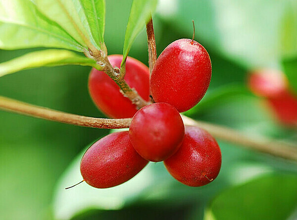 Việt Nam có một loại “quả thần”, biến mọi thức ăn thành đồ ngọt Viet Nam co mot loai “qua than”, bien moi thuc an thanh do ngot