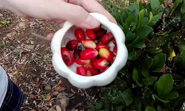 Việt Nam có một loại “quả thần”, biến mọi thức ăn thành đồ ngọt - Hình 7 Viet Nam co mot loai “qua than”, bien moi thuc an thanh do ngot-Hinh-7