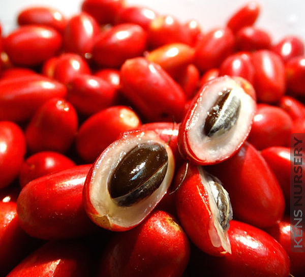 Việt Nam có một loại “quả thần”, biến mọi thức ăn thành đồ ngọt - Hình 3 Viet Nam co mot loai “qua than”, bien moi thuc an thanh do ngot-Hinh-3