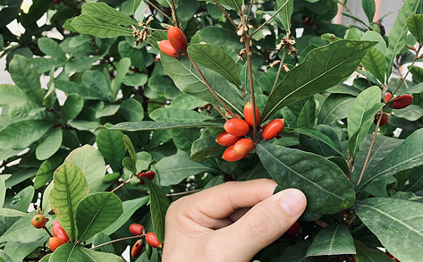 Việt Nam có một loại “quả thần”, biến mọi thức ăn thành đồ ngọt - Hình 9 Viet Nam co mot loai “qua than”, bien moi thuc an thanh do ngot-Hinh-9