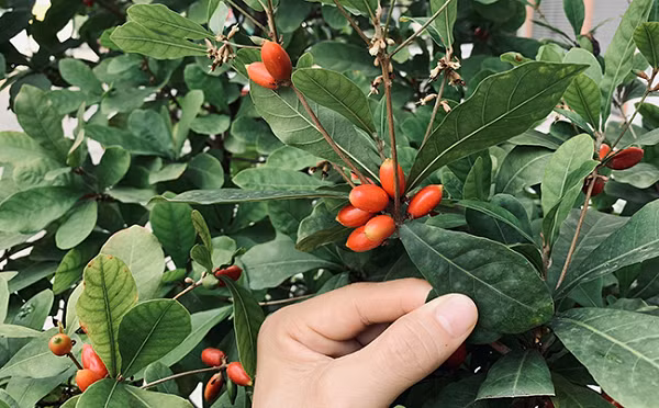 Viet Nam co mot loai “qua than”, bien moi thuc an thanh do ngot-Hinh-9