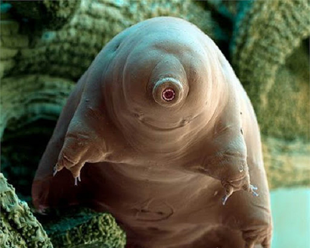 Mot sinh vat dong bang 30 nam bat ngo song lai-Hinh-10