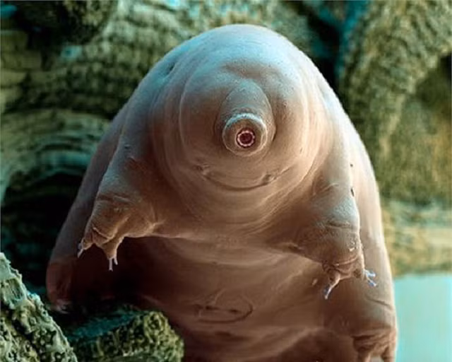 Mot sinh vat dong bang 30 nam bat ngo song lai-Hinh-10