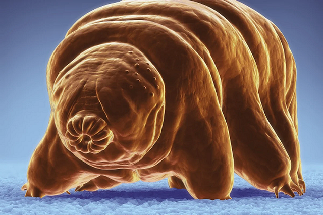 Mot sinh vat dong bang 30 nam bat ngo song lai-Hinh-6