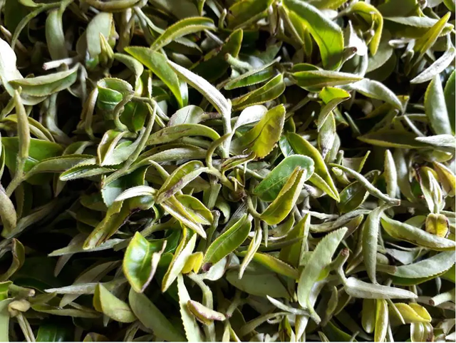 Biet gi ve loai cay cu bo can la tang gia gap 13 lan?-Hinh-4