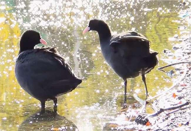 Biết gì về món ăn từ chim Sâm Cầm khiến đại gia Việt săn lùng - Hình 8 Biet gi ve mon an tu chim Sam Cam khien dai gia Viet san lung-Hinh-8