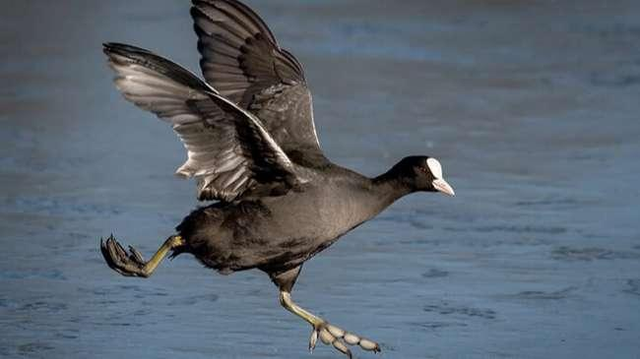 Biết gì về món ăn từ chim Sâm Cầm khiến đại gia Việt săn lùng - Hình 5 Biet gi ve mon an tu chim Sam Cam khien dai gia Viet san lung-Hinh-5