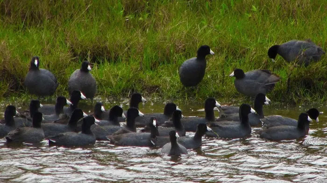 Biết gì về món ăn từ chim Sâm Cầm khiến đại gia Việt săn lùng - Hình 4 Biet gi ve mon an tu chim Sam Cam khien dai gia Viet san lung-Hinh-4