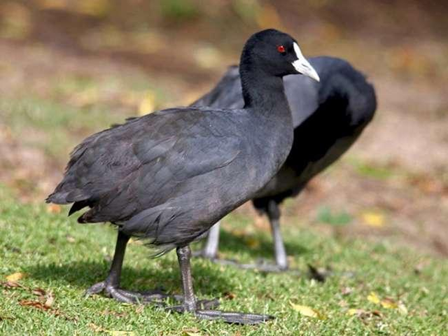 Biết gì về món ăn từ chim Sâm Cầm khiến đại gia Việt săn lùng - Hình 9 Biet gi ve mon an tu chim Sam Cam khien dai gia Viet san lung-Hinh-9