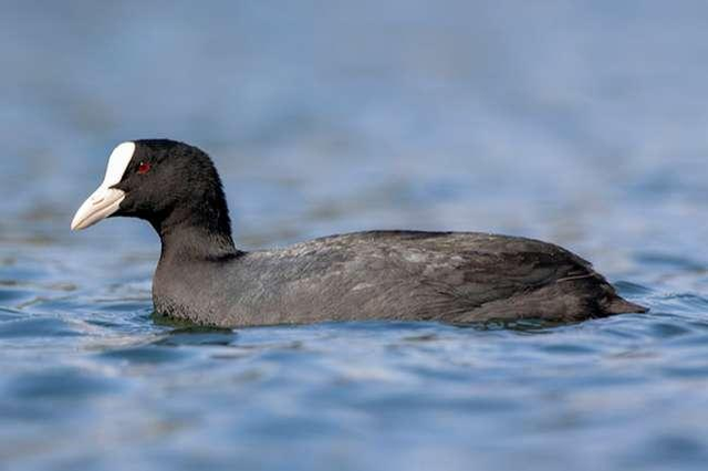 Biết gì về món ăn từ chim Sâm Cầm khiến đại gia Việt săn lùng - Hình 2 Biet gi ve mon an tu chim Sam Cam khien dai gia Viet san lung-Hinh-2