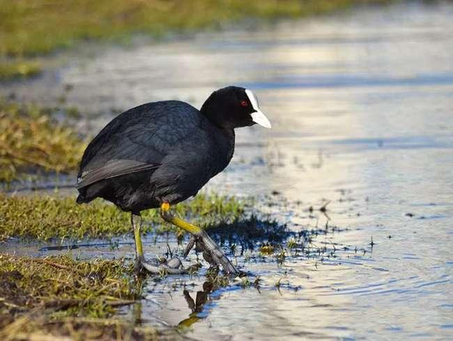 Biết gì về món ăn từ chim Sâm Cầm khiến đại gia Việt săn lùng - Hình 6 Biet gi ve mon an tu chim Sam Cam khien dai gia Viet san lung-Hinh-6