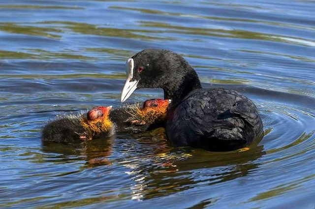 Biết gì về món ăn từ chim Sâm Cầm khiến đại gia Việt săn lùng - Hình 7 Biet gi ve mon an tu chim Sam Cam khien dai gia Viet san lung-Hinh-7