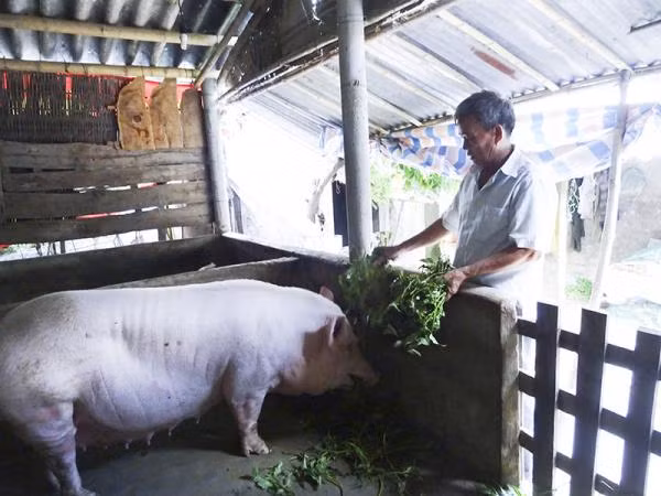 Gia heo hoi hom nay 16/7: Tiep tuc da tang nhe