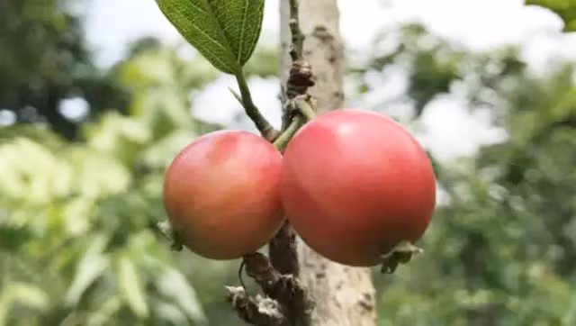 Vi sao qua quang long tro thanh dac san gia toi 1,3 trieu dong/kg?