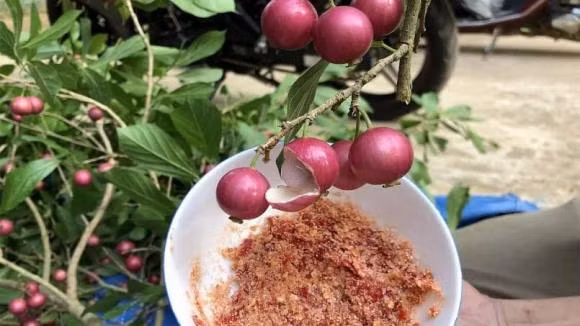 Vi sao qua quang long tro thanh dac san gia toi 1,3 trieu dong/kg?-Hinh-8
