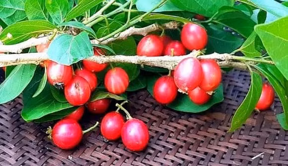 Vi sao qua quang long tro thanh dac san gia toi 1,3 trieu dong/kg?-Hinh-6