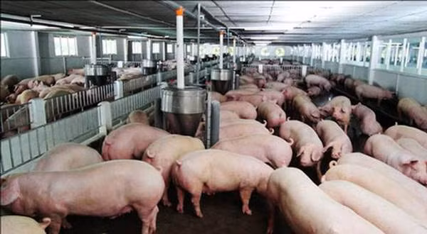 Gia heo hoi hom nay 15/7: Mien Bac tang nhe, vai noi quay lai muc 90.000 dong/kg-Hinh-2