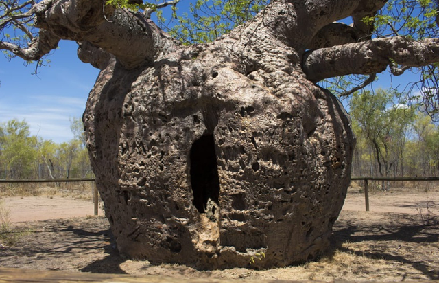 Những cây xanh có hình thù kỳ lạ Nhung cay xanh co hinh thu ky la