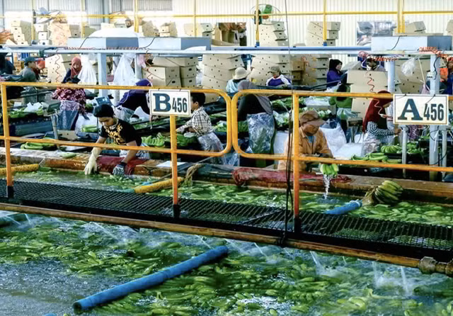 HAG noi gi voi 2.633 ty qua han thanh toan, kiem toan nghi ngo hoat dong?