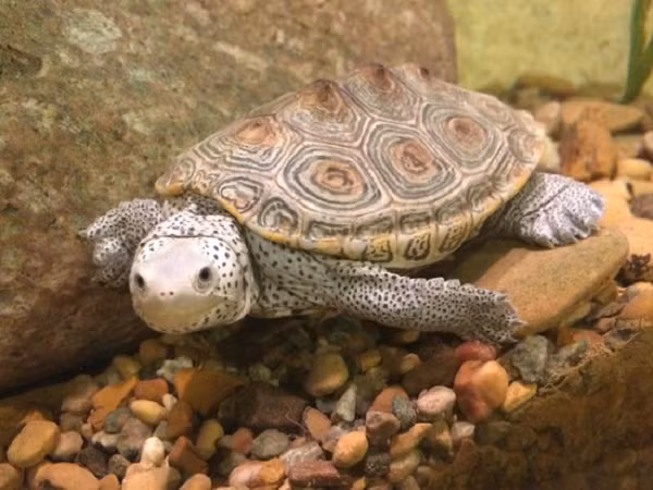 Ngam rua kim cuong 2 dau 6 chan xuat hien dac biet nhu nao?-Hinh-10